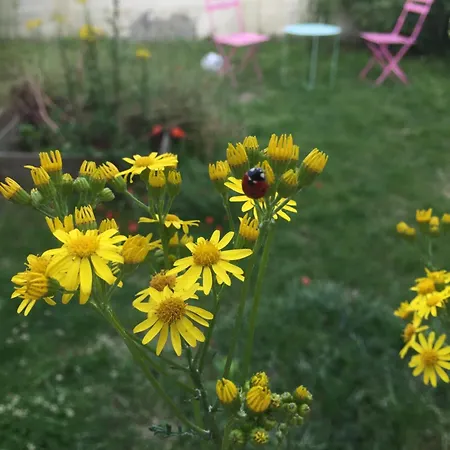 Refait A Neuf Avec Jardin Partage * Amiens